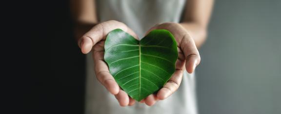 Hands holding a green leaf